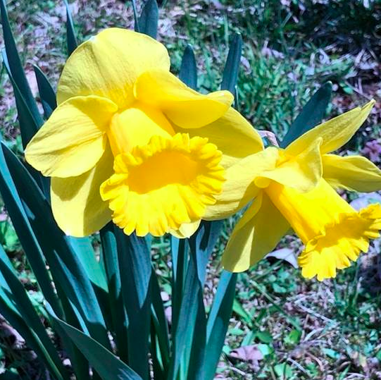 Nature, in Bloom1